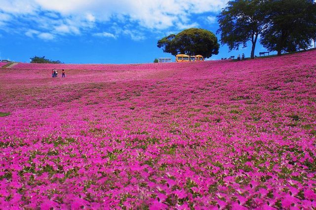 最新 関東の花の名所 お花畑やお花見スポットランキング どこココ 人気旅ライターが厳選 関東 エリアで遊ぶ 楽しむ厳選お出かけ情報ランキング 観光やグルメ 人気穴場スポットをお届け